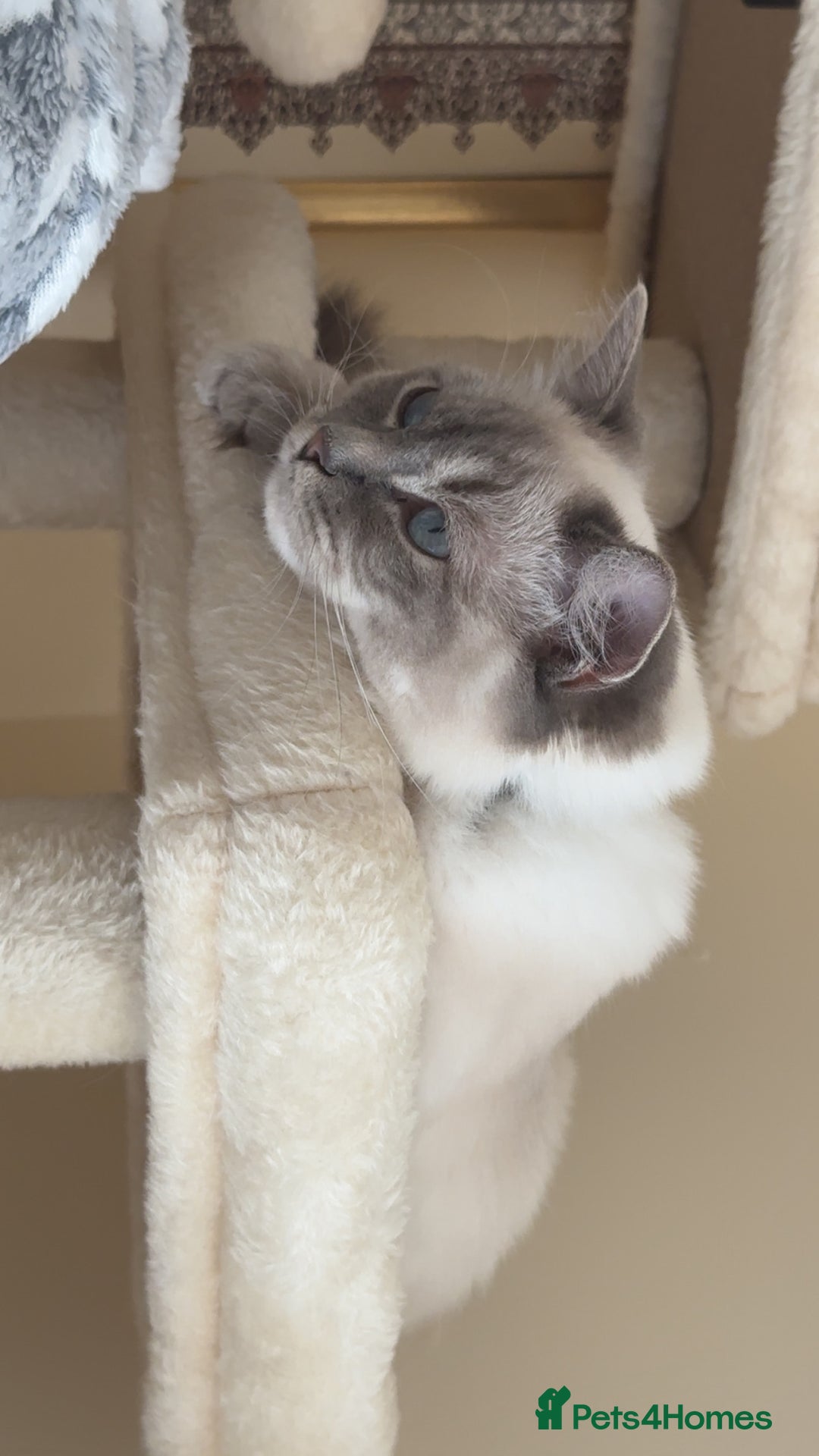 Ragdoll cats for sale: 2 ragdoll girls looking for their new homes  - Image 4