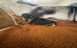 Jack Russell dogs for sale: Short Legged Jack Russell Pups - Image 15