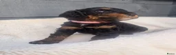Cockapoo dogs for sale: Rare litter of F1BB cockapoos all hypoallergenic  in Middlesbrough - Advert 5