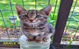 Mixed Breed cats for sale: Maine Coon X Kittens  in Coventry - Image 8