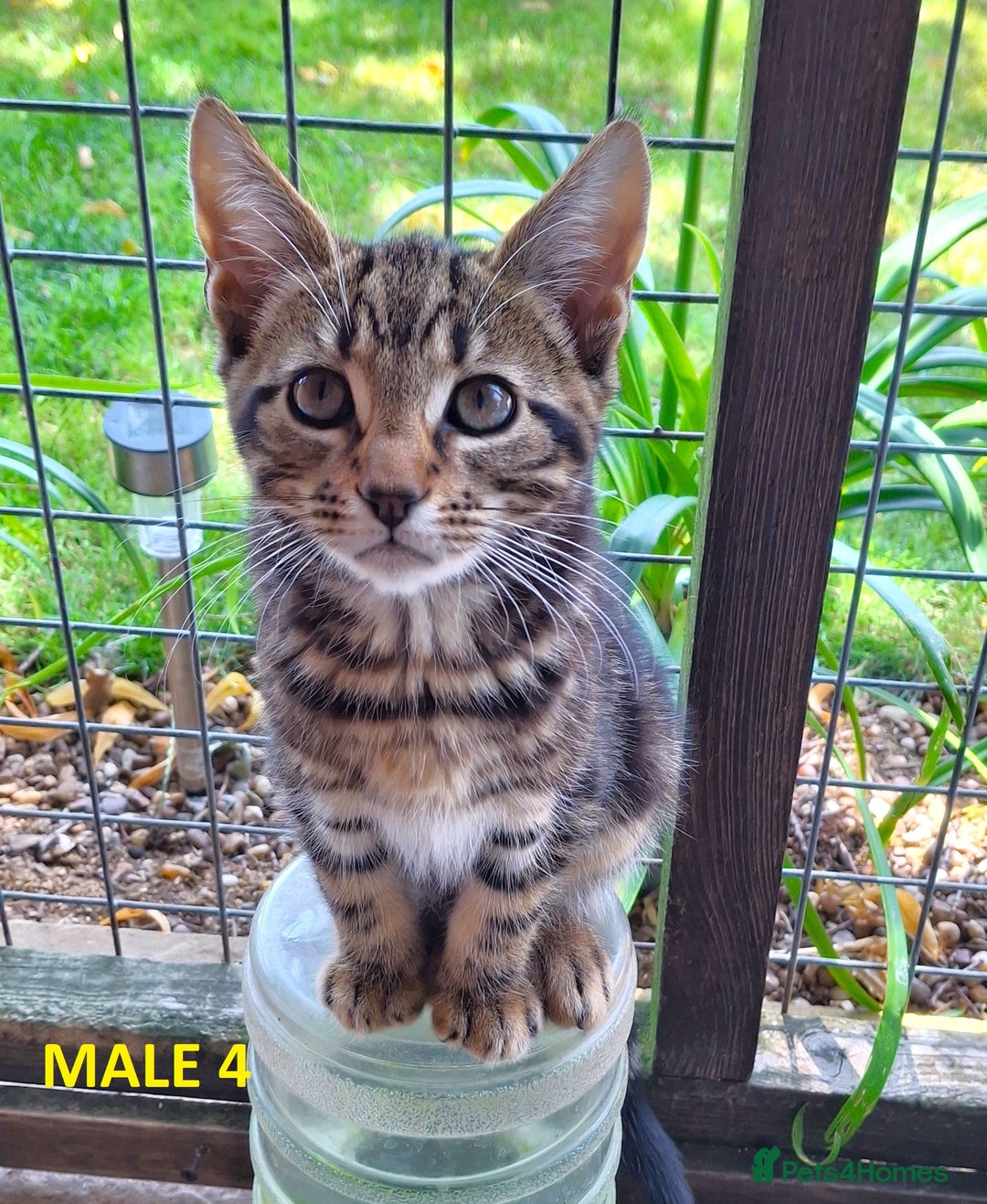 Mixed Breed cats for sale: Maine Coon X Kittens  in Coventry - Image 8