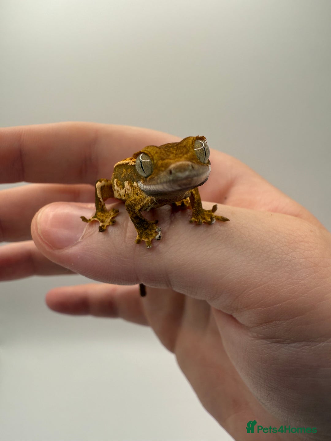 Gecko reptiles for sale: Various Crested Geckos for Sale - Image 10