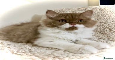 British Longhair cats - Advert 14