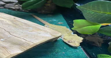 Gecko reptiles - Advert 5