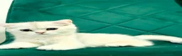 British Shorthair cats for sale: British girl  - Advert 6