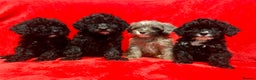 Cockapoo dogs for sale: 🐶 3 Left- Ready to Leave 🐶 - Advert 10