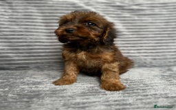 Cockapoo dogs for sale: Adorable Cockapoos looking for forever homes - Image 16