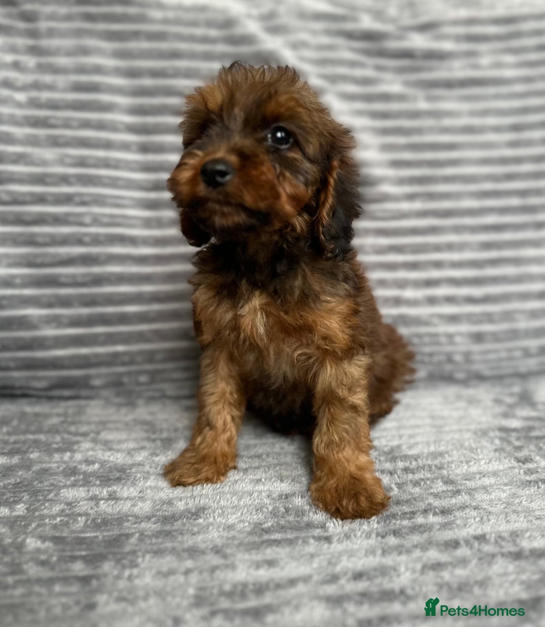 Cockapoo dogs for sale: Adorable Cockapoos looking for forever homes - Image 16