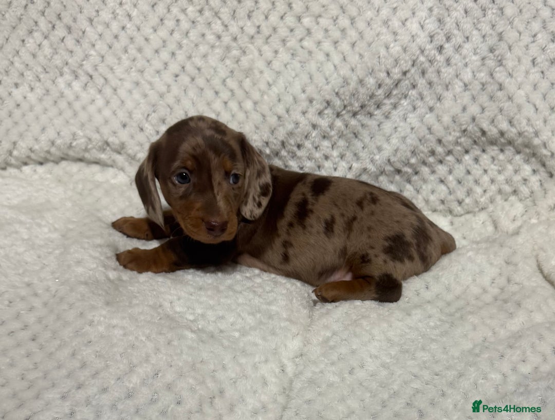 Miniature Dachshund dogs for sale: BEAUTIFUL KC MINI DACHSHUND READY TO LEAVE 23/12   - Advert 6
