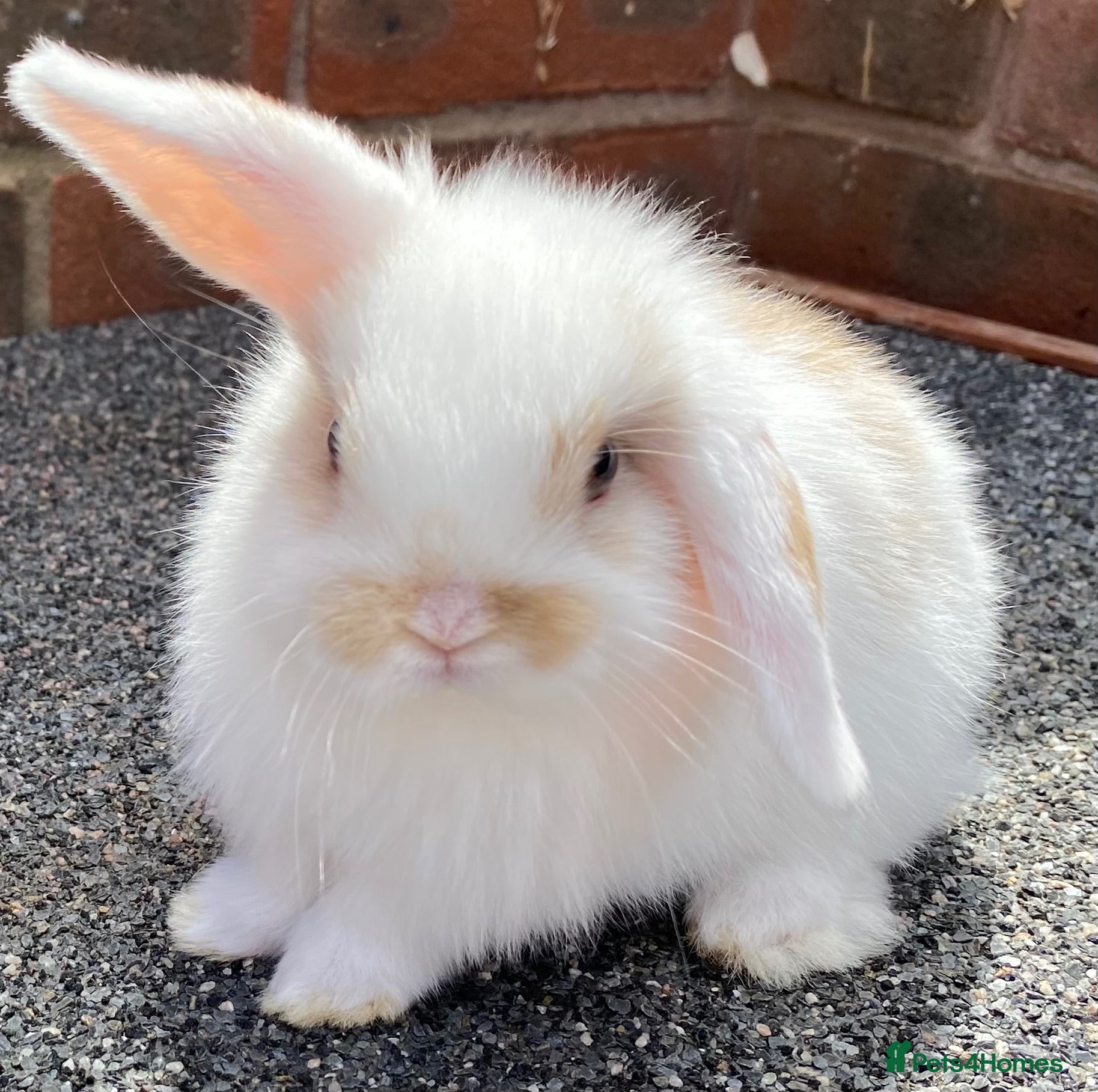 Mini Lop rabbits STUNNING PURE BREED MINI LOPS AMAZING COLOURS - Advert 17