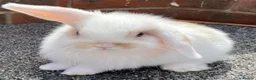 Mini Lop rabbits for sale: STINNING PURE BREED MINI LOPS AMAZING COLOURS - Advert 17