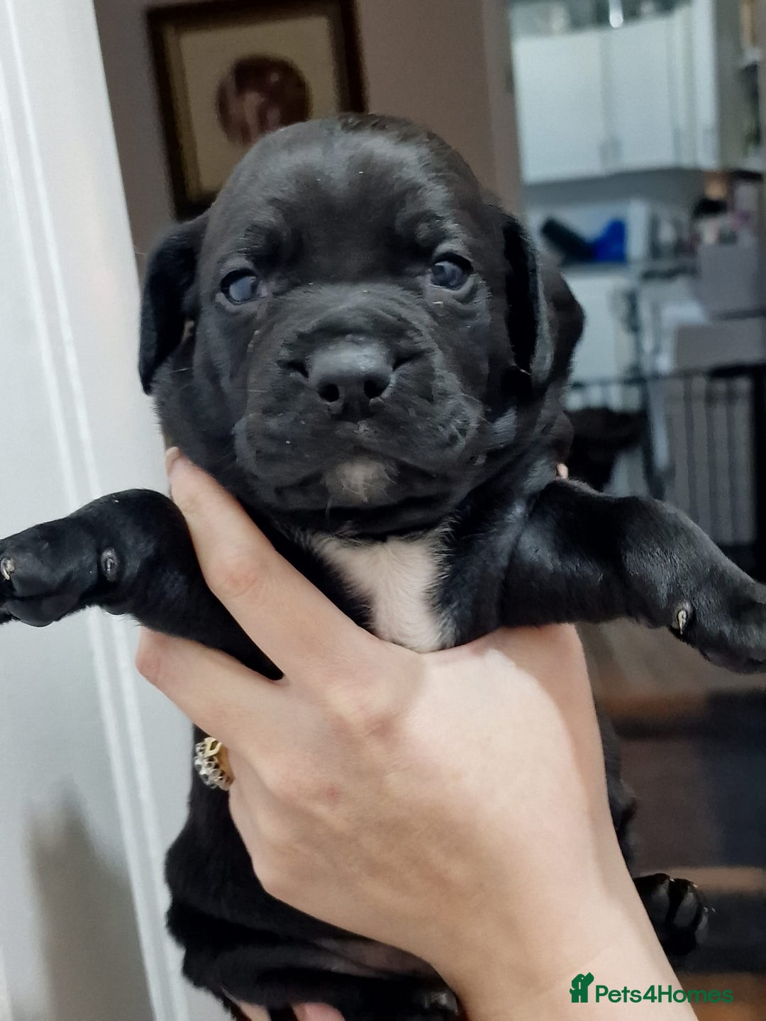 Mixed Breed dogs for sale: Bullmastiff × Sprocker Spaniel Puppies 9 Pups - Advert 18