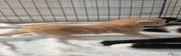 Maine Coon cats for sale:  Maine Coon Kittens Looking for Their newHomes 🐾 - Advert 27