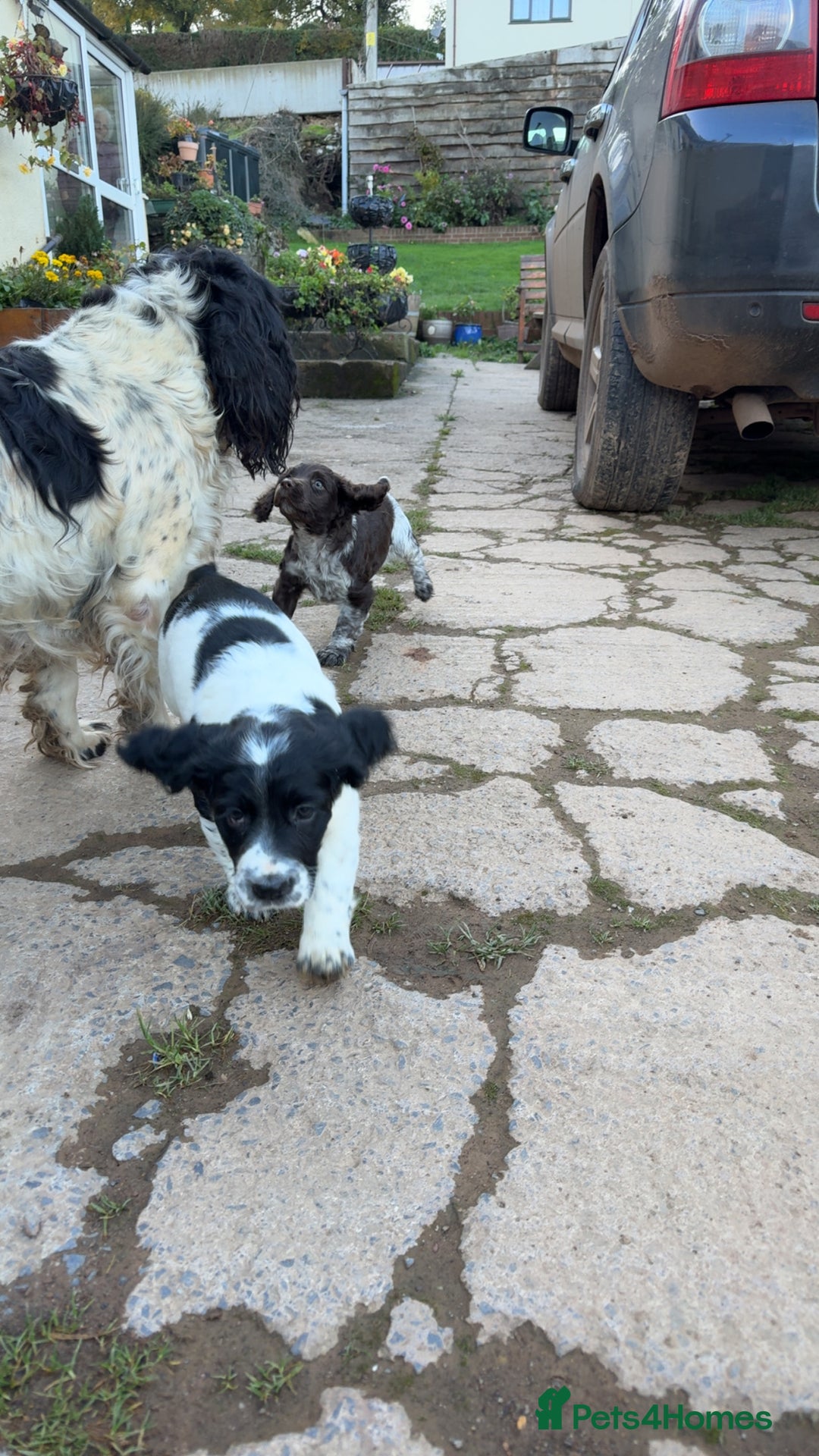 Sprocker dogs for sale: 2 sprockers available  - Advert 17