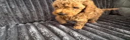 Toy Poodle dogs for sale: 4 beautiful toy poodle puppies  in Burton-on-Trent - Advert 11