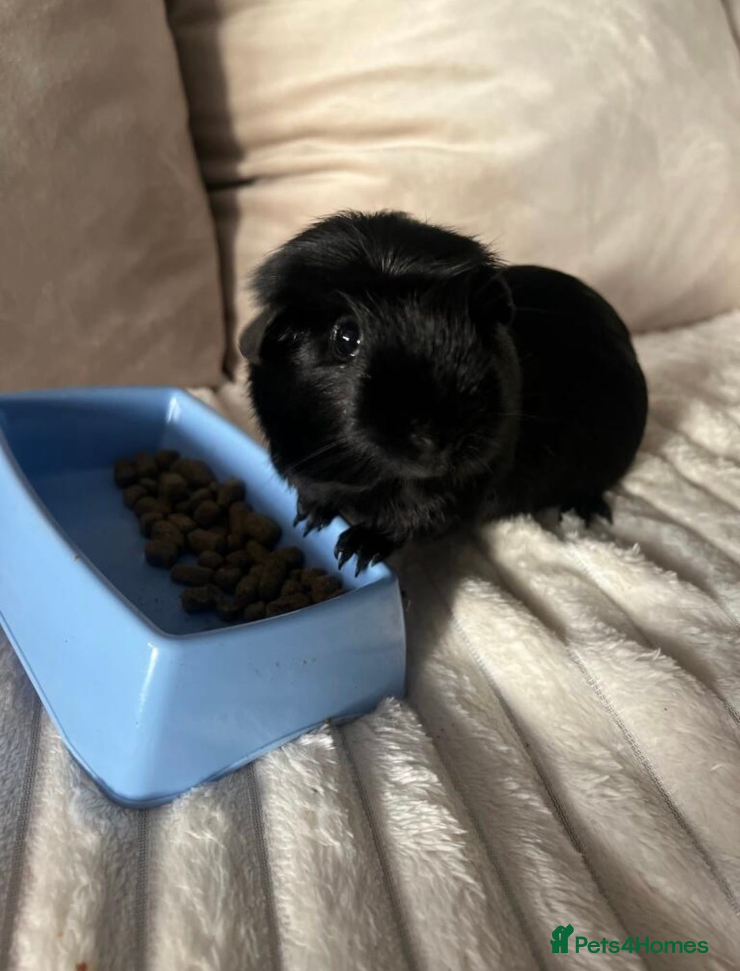 Guinea Pig rodents for sale: 2 Male Guinea Pigs - Advert 3