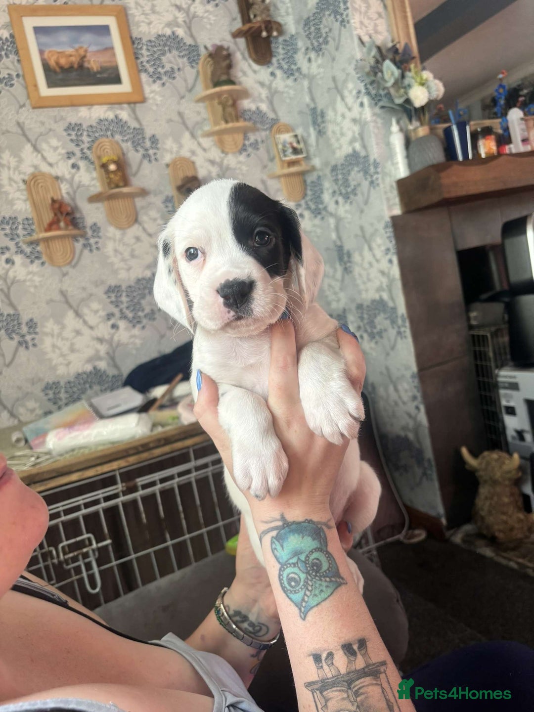 Mixed Breed dogs for sale: long haired Boxapoints - Image 5