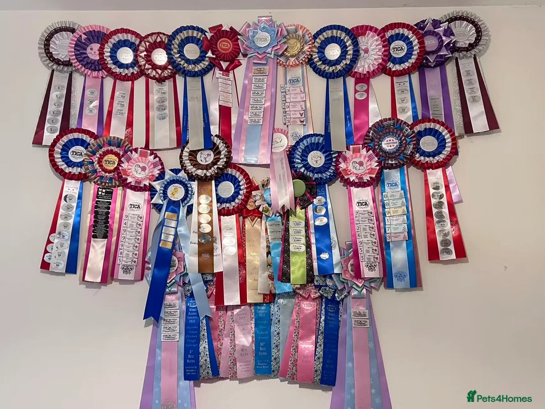 Ragdoll cats for sale: TICA register seal bicolor boy - Advert 5