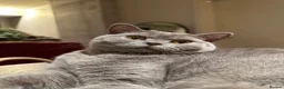 British Shorthair cats for sale: Beautiful Lilac British Shorthair Kittens - Advert 8