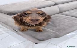 Cocker Spaniel dogs for sale: Working Cocker Spaniel Bitch - Image 6