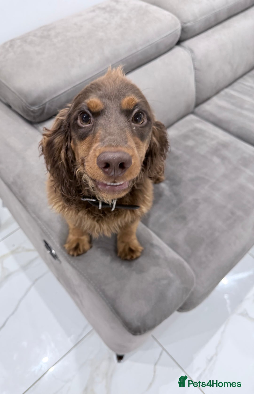 Cocker Spaniel dogs for sale: Working Cocker Spaniel Bitch - Image 6