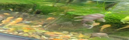 Plecos fish for sale: Bristelnose plecos - Advert 3