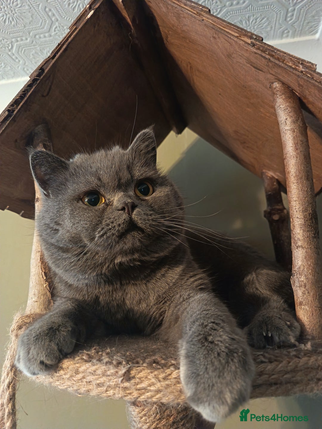 British Shorthair cats for sale: Gimli 2 yr Male BSH cross  - Advert 2
