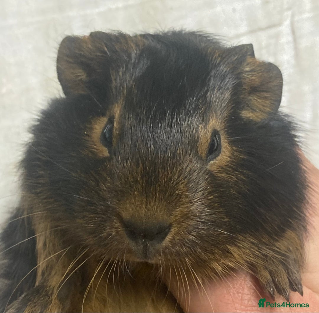 Guinea Pig rodents for sale: Baby Female Guinea Pigs For Sale  - Advert 3