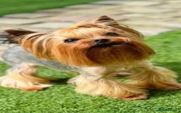 Yorkshire Terrier dogs for sale: 💝💝💝Both sides many champions 💝💝💝 in Leeds - Image 2