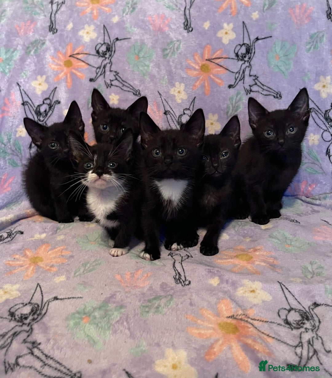 Mixed Breed cats for sale: 6 Kittens Ready to Leave! - Advert 3