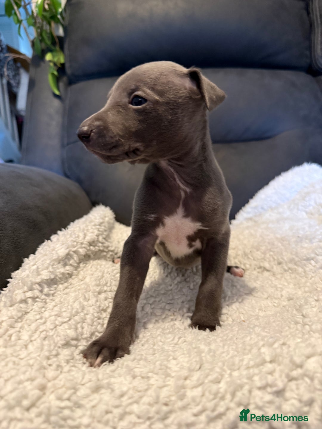 Mixed Breed dogs for sale: Italian Greyhound x Whippet - “Wiggies”  - Advert 13