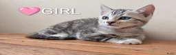 Bengal cats for sale: TICA Registered Bengal Kittens|Health Tested ❤️ - Advert 35