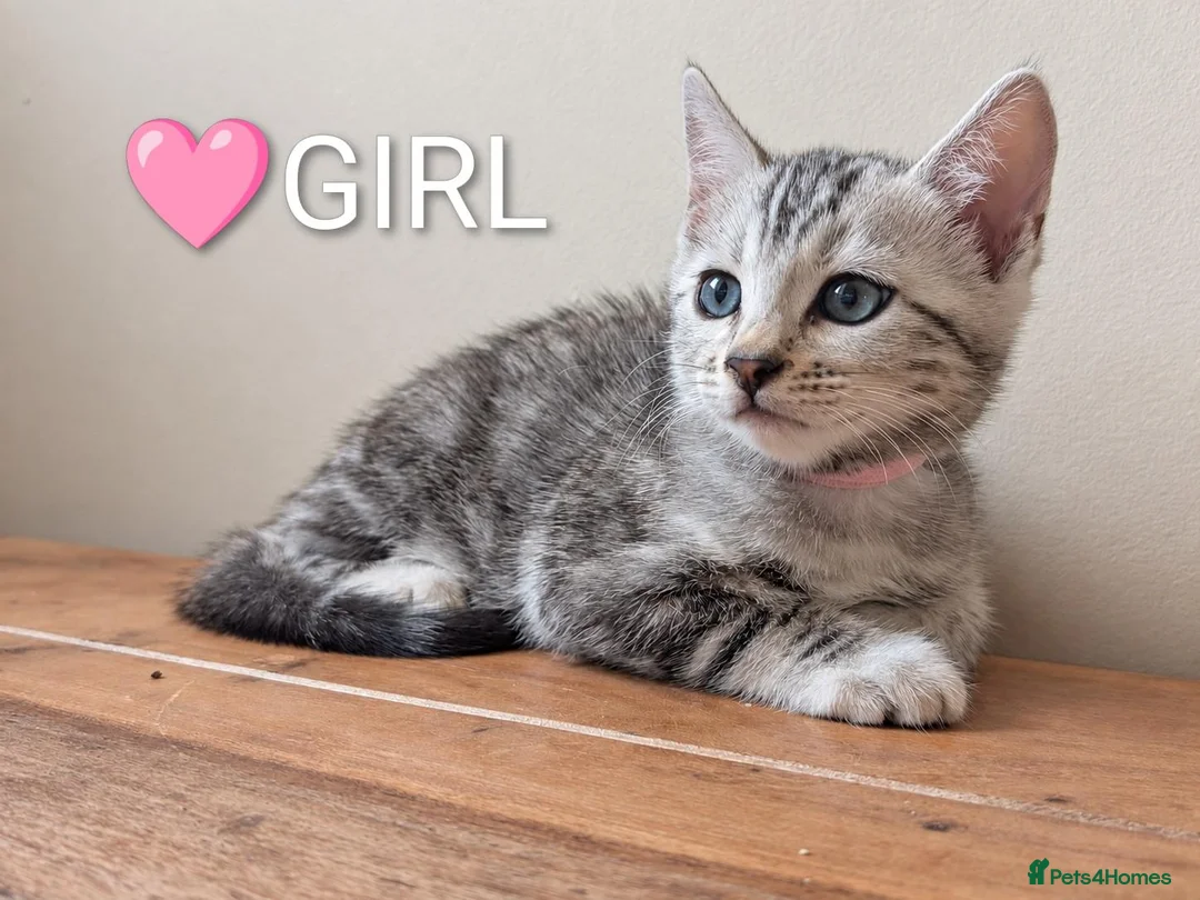 Bengal cats for sale: TICA Registered Bengal Kittens|Health Tested ❤️ - Advert 35