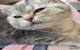 British Shorthair cats for sale: Gorgeous kitten - Image 7