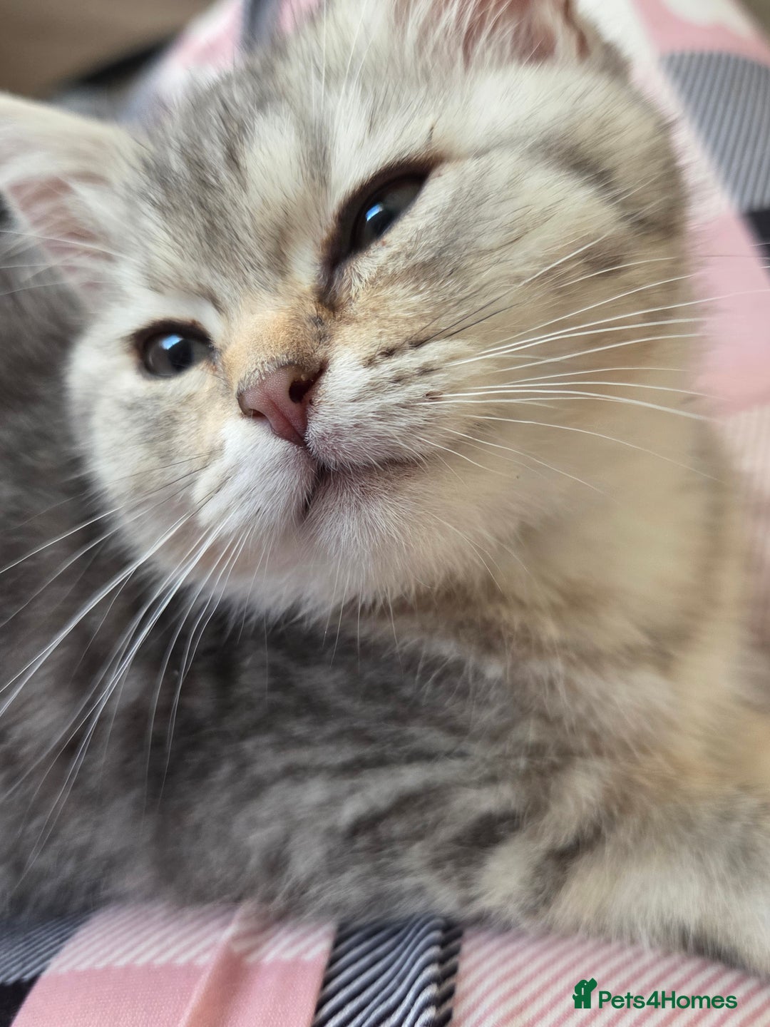 British Shorthair cats for sale: Gorgeous kitten - Image 7