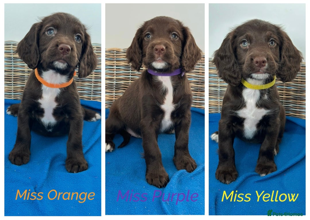 Sprocker dogs for sale: 🌟Fully Health Tested F1 Sprocker Spaniel Puppies - Advert 1