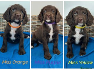 Sprocker dogs 🌟Fully Health Tested F1 Sprocker Spaniel Puppies - Advert 7