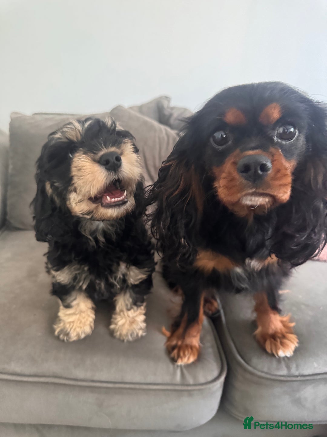 Cavapoo dogs for sale: Cavapoo puppies - Image 6