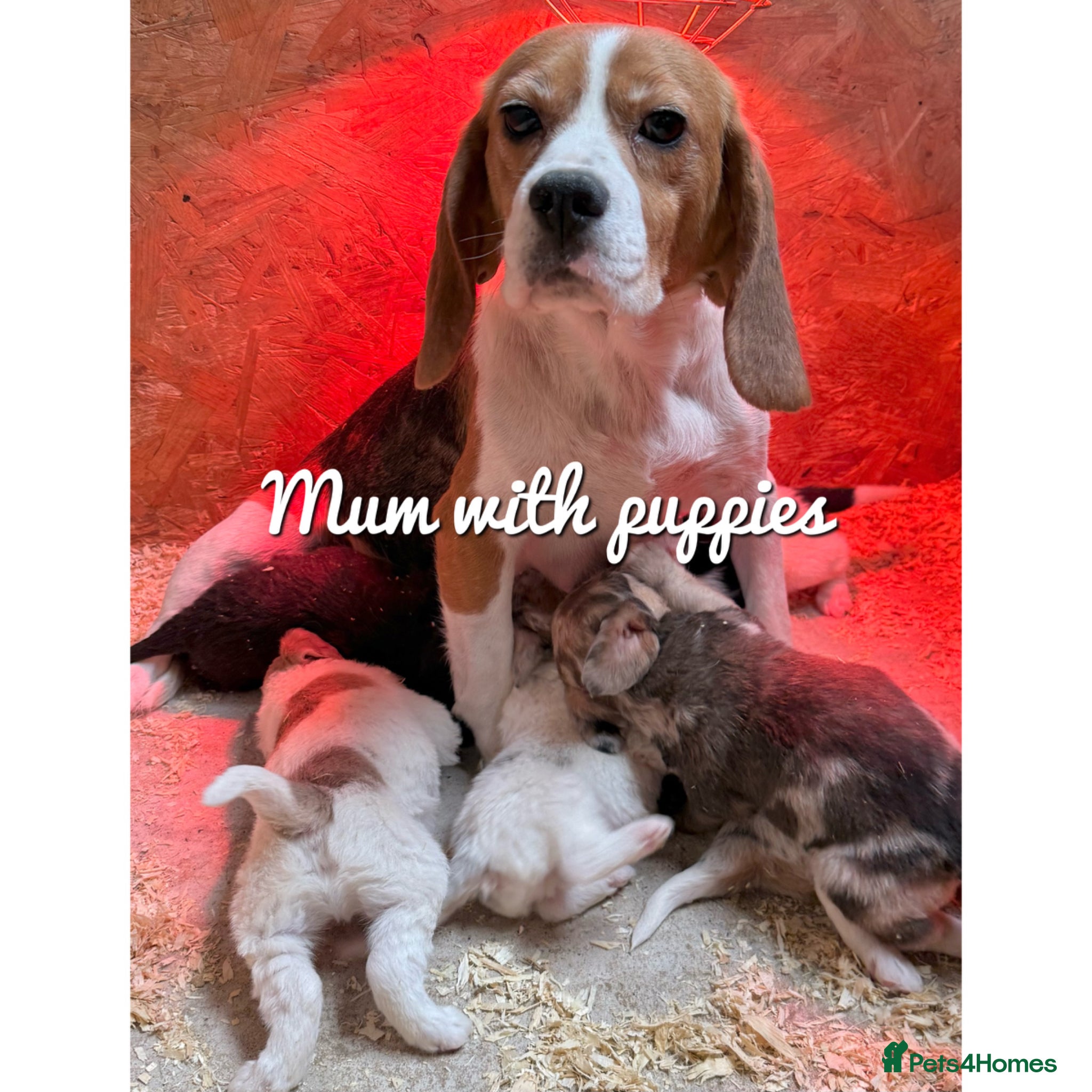 Mixed Breed dogs ⭐️⭐️Poogle Puppies (Beagle x Miniature Poodle)⭐️⭐️ - Advert 2