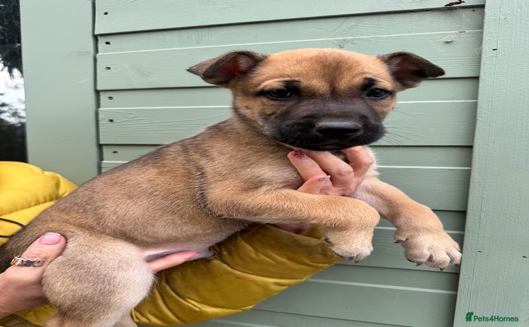 Mixed Breed dogs - Advert 7