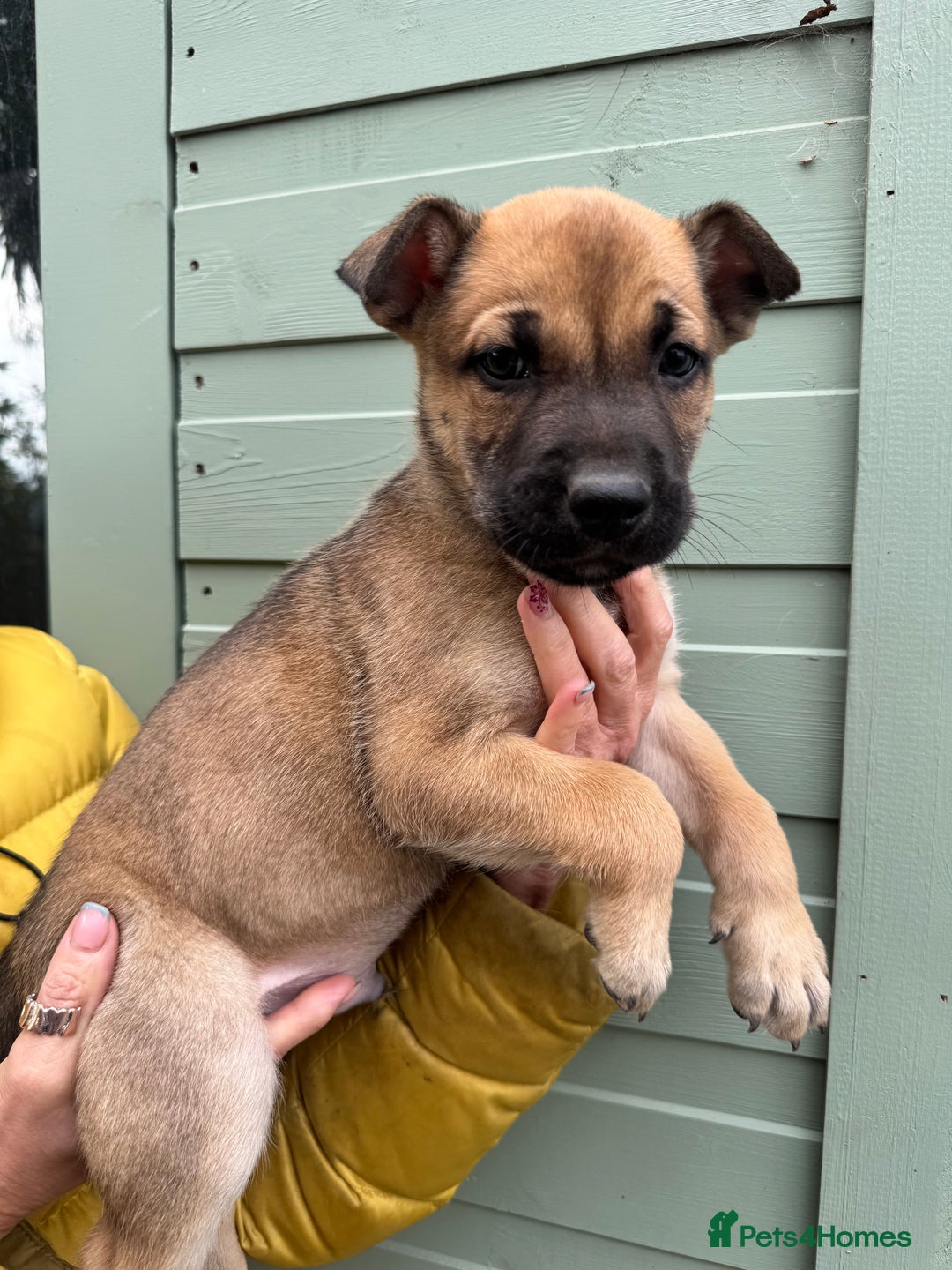 Mixed Breed dogs for sale: Only 1 females left! Stunning bullherder pups  - Advert 6