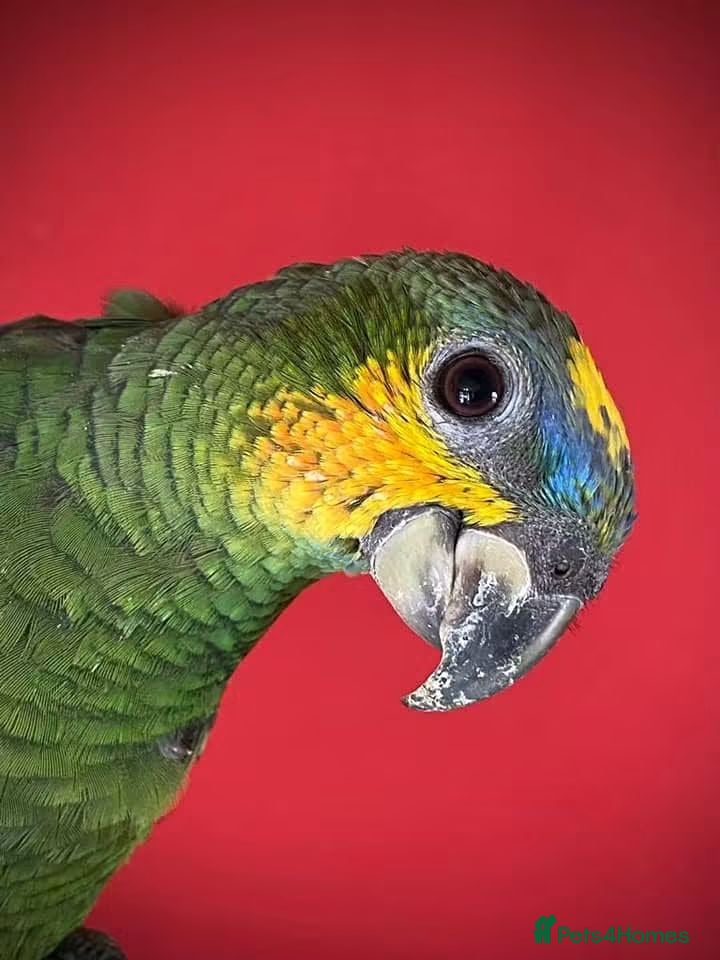 Parrots birds Hand reared cuddley tame amazon parrots  - Advert 2