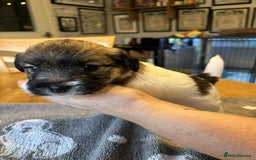 Jack Russell dogs for sale: Pedigree Jack Russell Terriers - Image 8