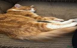 Persian cats for sale: Mink coloured Persian Mixed boys - Image 17