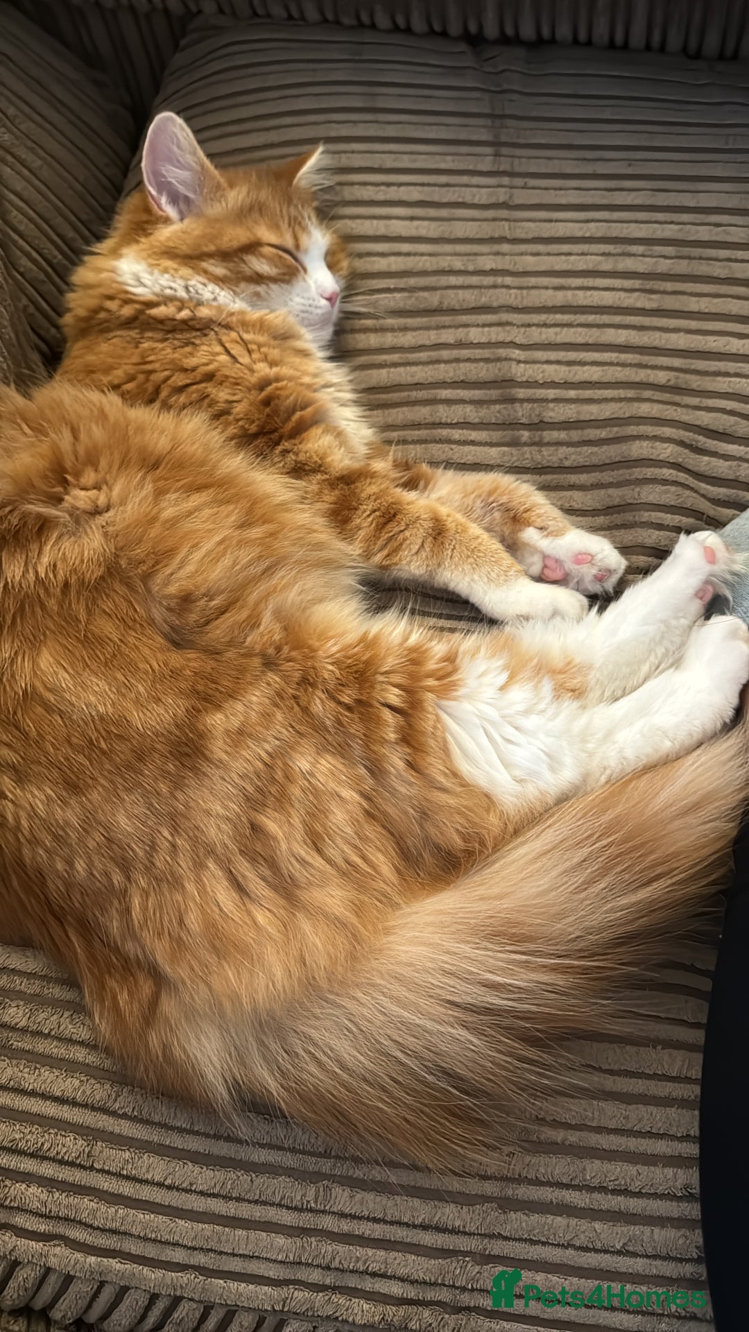 Persian cats for sale: Mink coloured Persian Mixed boys - Image 17