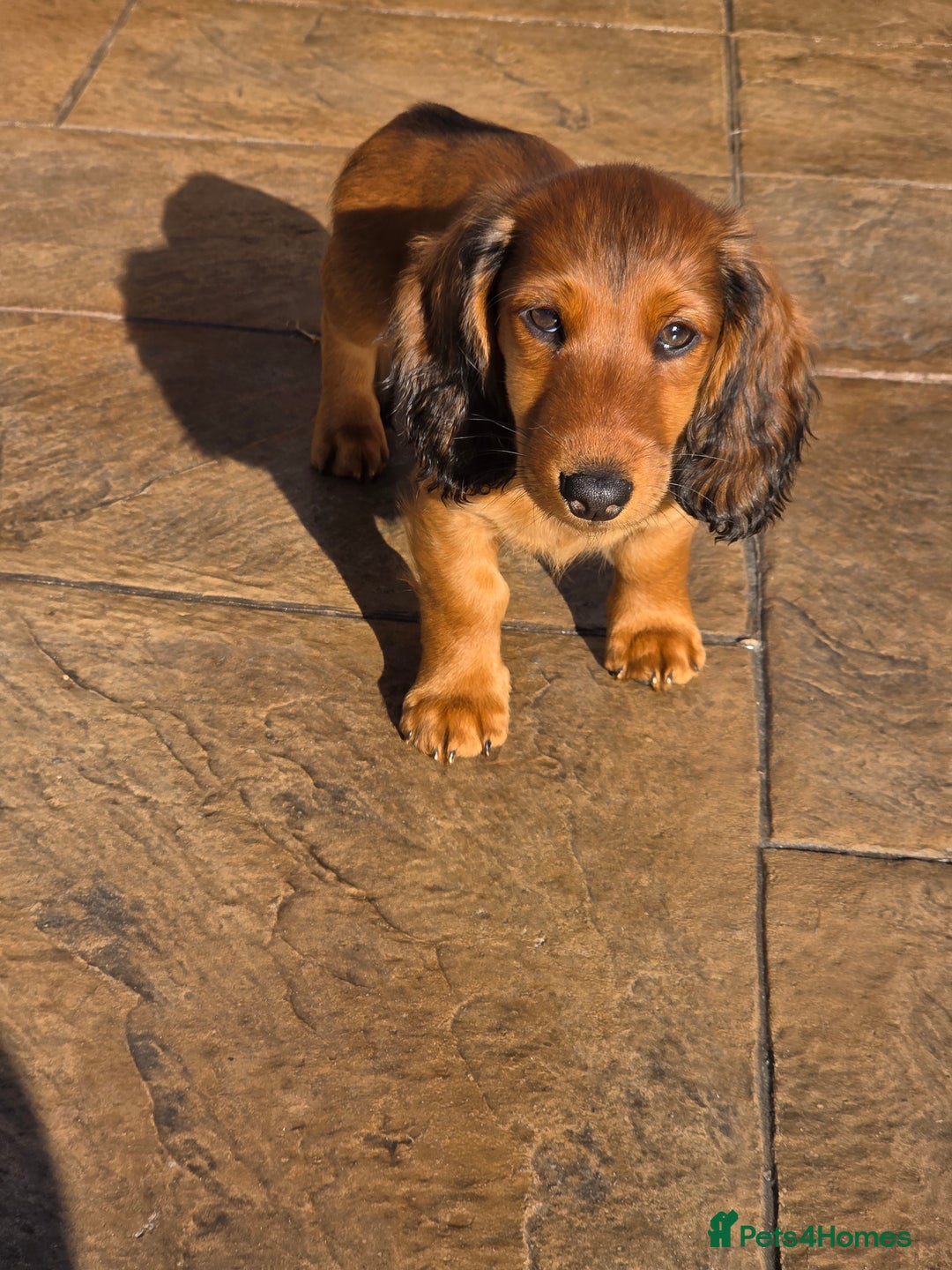 Dachshund dogs for sale: Red long-haired standard dachshund puppies - Image 30