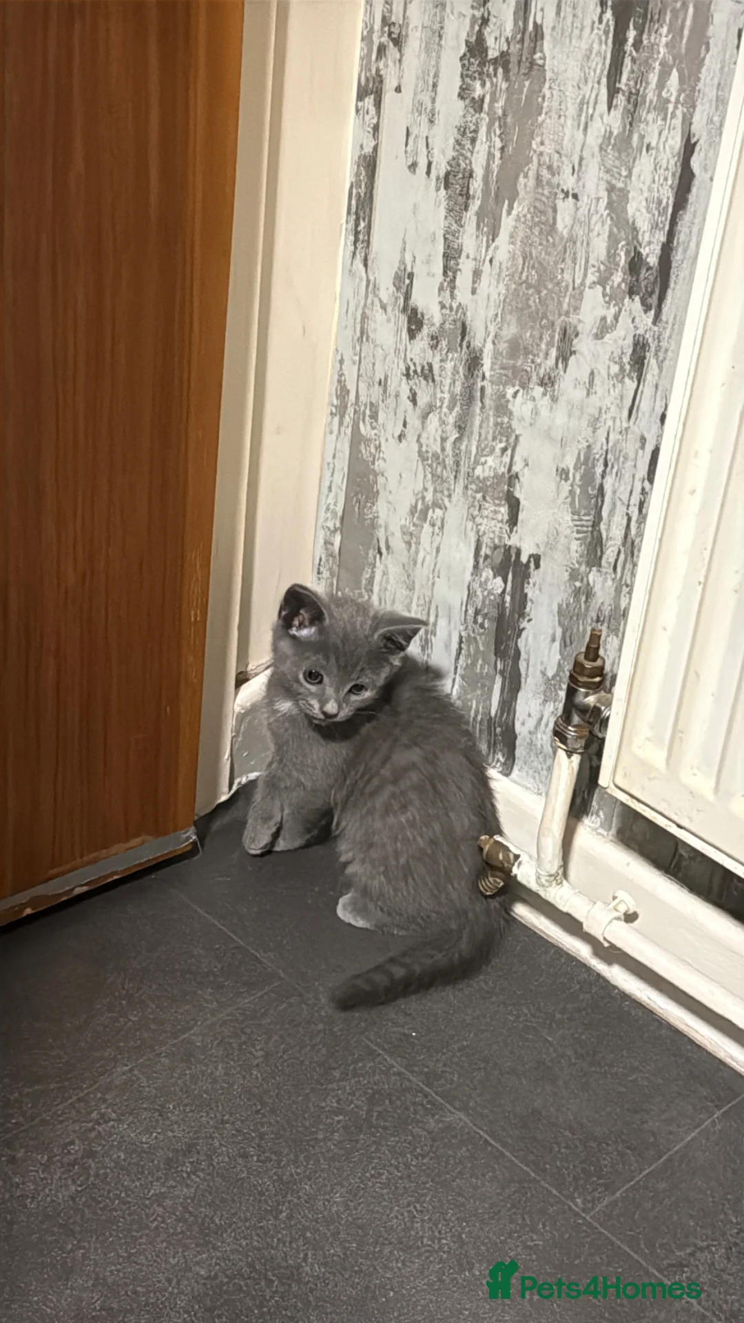 Mixed Breed cats for sale: 1 Male silver kitten and his mother  - Advert 2