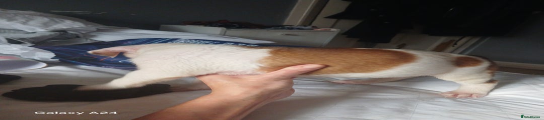 Mixed Breed Puppy 4