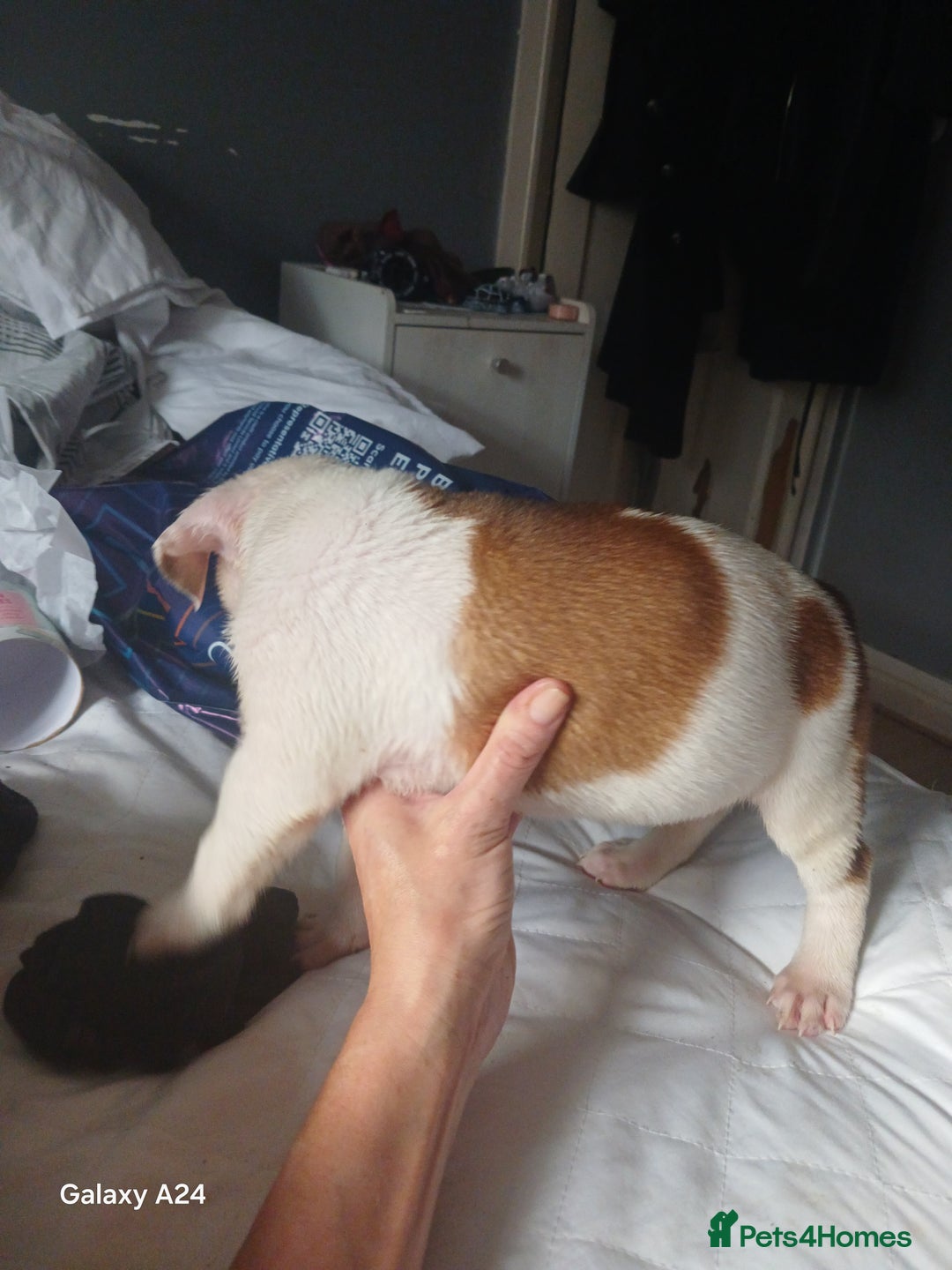 Mixed Breed dogs for sale: Adorable puppies for sale  - Image 11