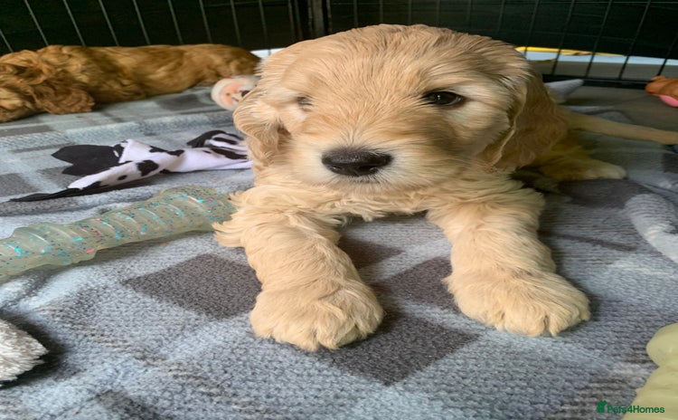 Mixed Breed dogs in Dunstable - Advert 14